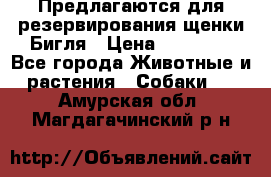 Предлагаются для резервирования щенки Бигля › Цена ­ 40 000 - Все города Животные и растения » Собаки   . Амурская обл.,Магдагачинский р-н